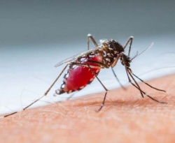 Novo boletim de arboviroses aponta redução de casos de doença pelo vírus zika