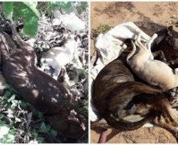 Cães são encontrados mortos com sinais de envenenamento em ruas de Teixeira, PB