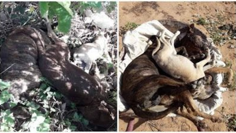 Cães são encontrados mortos com sinais de envenenamento em ruas de Teixeira, PB