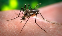 Casos de dengue registram redução de mais de 90% em 2017 na Paraíba