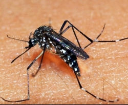 SES realiza mapeamento dos tipos de vírus da dengue em circulação na Paraíba