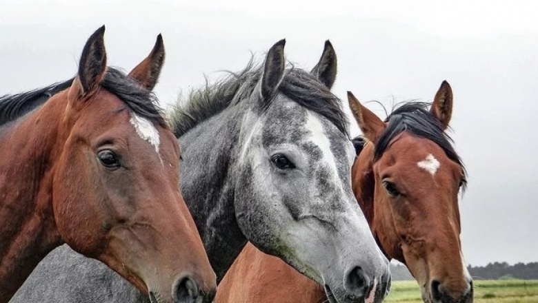 Covid-19: tratamento com anticorpos de cavalo será testado