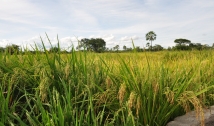 Produtores do Sertão comemoram colheita do arroz vermelho