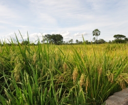 Produtores do Sertão comemoram colheita do arroz vermelho