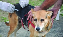 São José de Piranhas realiza campanha de vacinação antirrábica de cães e gatos