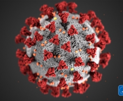 Células de defesa respondem contra variantes do coronavírus