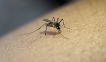 Ter pego dengue aumenta chance de covid sintomática, indica estudo 