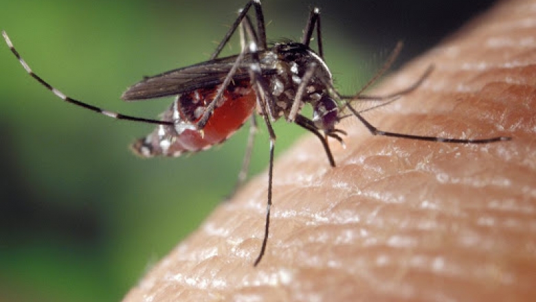 Boletim Epidemiológico indica aumento de casos prováveis de chikungunya na PB