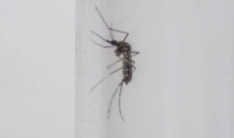 Além dos casos de dengue, teremos alta de Zika e chikungunya, alerta virologista
