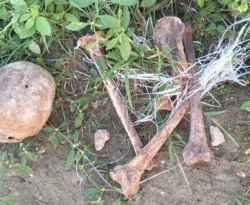 Ossada humana é deixada na estrada do Sítio Capoeiras Sul, em Cajazeiras