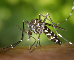 Em três semanas, casos de dengue crescem 40% em todo o país