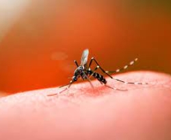 Saúde divulga primeiro Levantamento do Índice de Infestação por Aedes aegypti de 2022 na Paraíba 