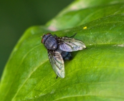 Virose da mosca: infectologista explica como evitar contaminação