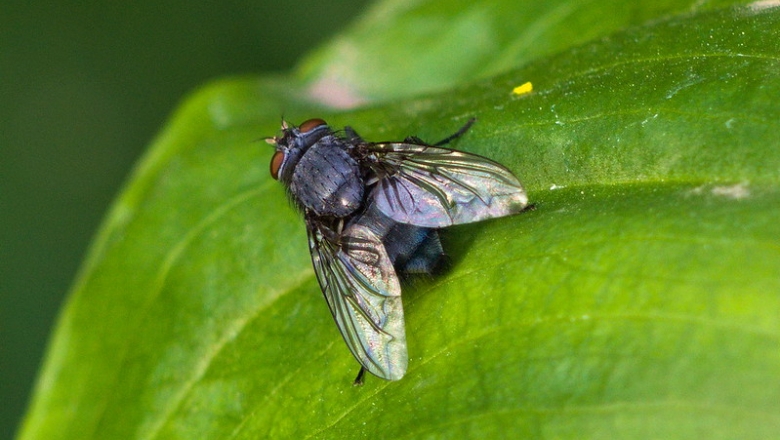 Virose da mosca: infectologista explica como evitar contaminação