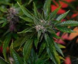 Cannabis: aprovada proposta para uso em tratamentos médicos pela rede pública no CE 