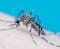 Secretaria de Estado da Saúde divulga boletim de chikungunya, dengue e zika