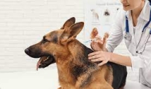 Saúde prepara Campanha de Vacinação contra raiva animal na PB
