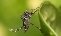 Saúde mobiliza municípios para dia D contra mosquito da dengue, nesta sexta-feira (2)