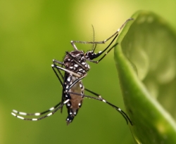 Saúde mobiliza municípios para dia D contra mosquito da dengue, nesta sexta-feira (2)