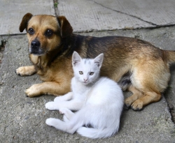 Proposta determina multa mínima de R$ 10 mil para crimes contra cães e gatos  