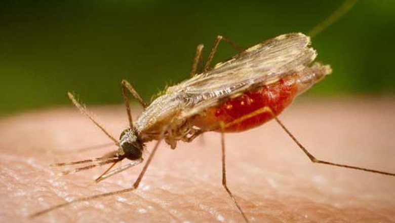 Entenda o comportamento do mosquito vetor da malária e saiba como se proteger