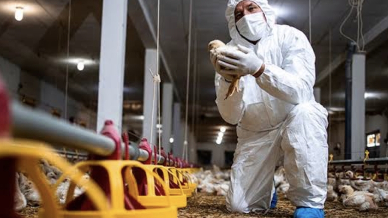 Paraíba está em alerta e adota medidas preventivas em relação à gripe aviária