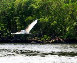 Gripe aviária: Espírito Santo proíbe turistas em ilhas de Vitória