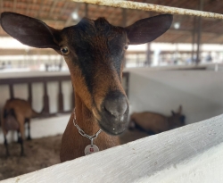 IBGE aponta que Paraíba é o maior produtor de leite de cabra do Brasil 