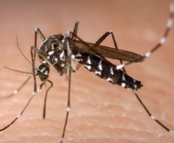 Saúde alerta a população para redobrar cuidados com o mosquito Aedes aegypti 