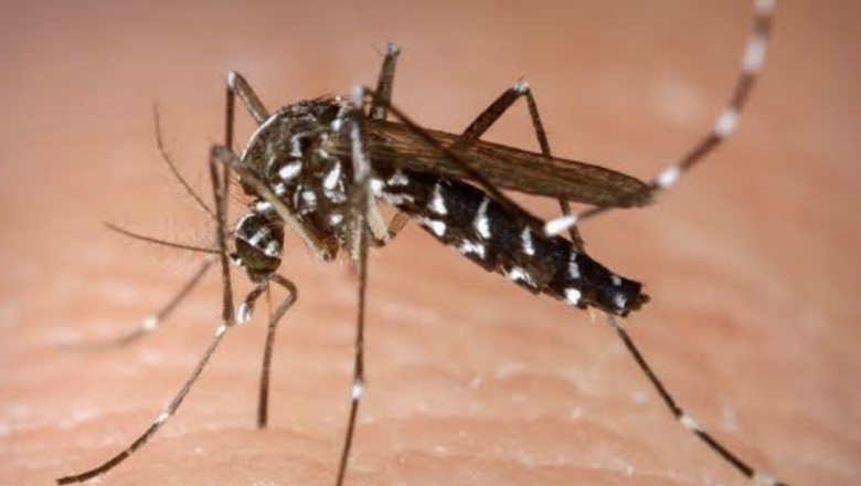 Saúde alerta a população para redobrar cuidados com o mosquito Aedes aegypti 