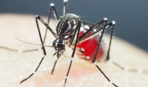 Paraíba divulga novo boletim com mais de 6.900 casos prováveis de dengue, zika e chikungunya em 2023