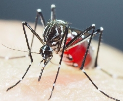 Paraíba divulga novo boletim com mais de 6.900 casos prováveis de dengue, zika e chikungunya em 2023