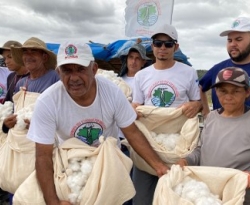 Atingidos por barragem iniciam colheita de algodão branco agroecológico na Paraíba