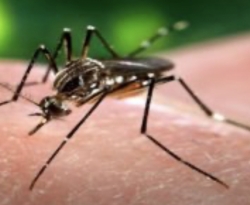 Paraíba divulga boletim epidemiológico dos casos de dengue, zika e chikungunya