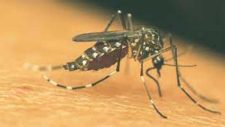 Saúde divulga boletim epidemiológico dos casos de dengue, zika e chikungunya na PB