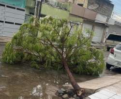 Forte chuva derruba postes, árvores e compromete parte da rede elétrica e internet, em Itaporanga