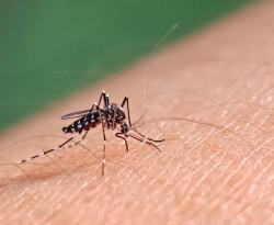Ministério da Saúde abre consulta pública sobre proposta de incorporação no SUS de vacina contra a dengue