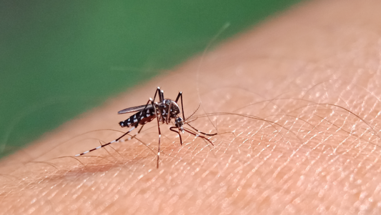 Ministério da Saúde abre consulta pública sobre proposta de incorporação no SUS de vacina contra a dengue