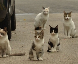 30 milhões de cães e gatos vivem nas ruas; CRMV-PB alerta que abandono de animais é crime 