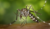 Primeira morte por chikungunya em 2024 na Paraíba é confirmada pela Secretaria de Saúde