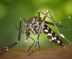 Primeira morte por chikungunya em 2024 na Paraíba é confirmada pela Secretaria de Saúde