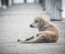 30 milhões de animais vivem nas ruas; CRMV-PB defende política de controle populacional de cães e gatos