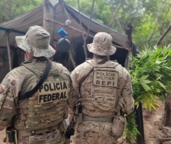 Operação destrói 448 mil pés de maconha em Pernambuco e na Paraíba, diz Polícia Federal