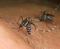 Levantamento aponta que índice de infestação do mosquito da dengue é de 2,1% em Cajazeiras