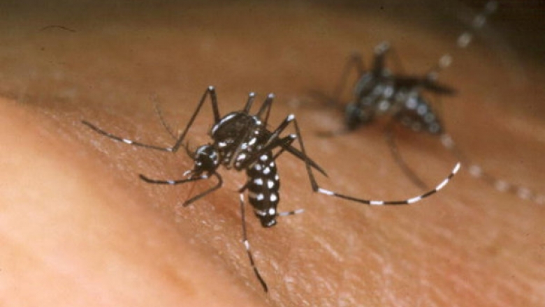 Levantamento aponta que índice de infestação do mosquito da dengue é de 2,1% em Cajazeiras