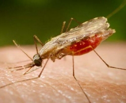 Hospital confirma terceira vítima diagnosticada com malária na PB