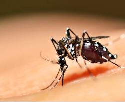 SES realiza semana de mobilização para combater a proliferação do mosquito Aedes aegypti 