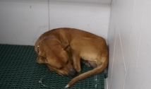 Cão com órgão genital mutilado em Bonito de Santa Fé passa por cirurgia e usa sonda 