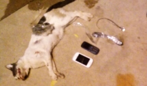 Gato é capturado entrando no Presídio de Cajazeiras com celulares presos ao corpo