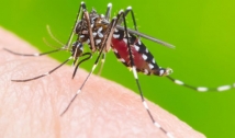 Ministério da Saúde diz que Paraíba e 10 estados poderão ter surto de dengue em 2020